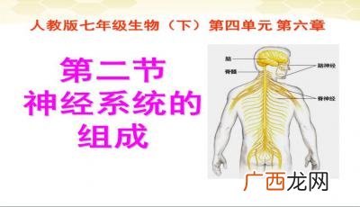 神经系统的组成,神经系统的重要组成部分？
