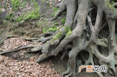 什么是2叉树,二叉树的概念？