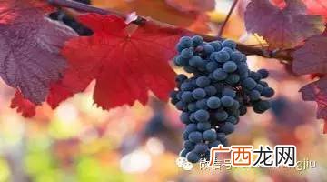 葡萄比喻句写一句话,一串串的葡萄像什么比喻句？