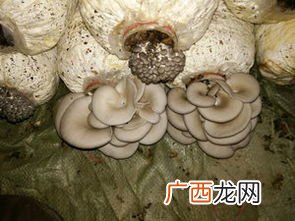 如何种植平菇,种平菇八项新技术新方法？