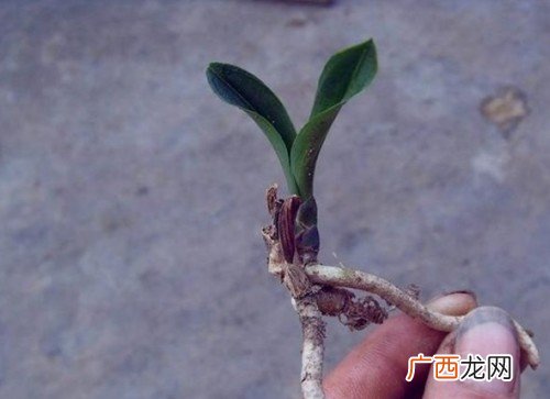 水貂毛皮什么意思,水貂皮和水貂毛的区别？