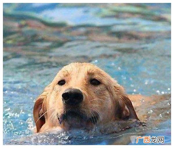 狗是怎么游泳的,什么是狗爬式游泳？