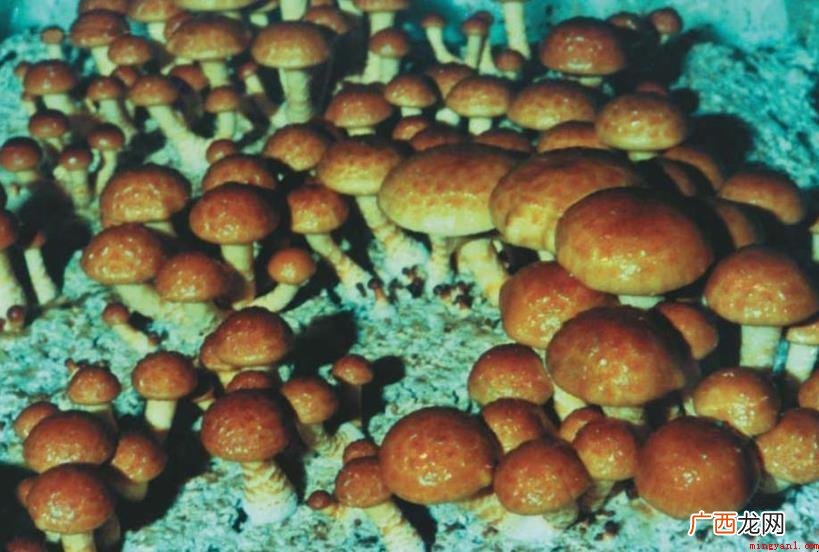 光帽鳞伞的学名:Pholiota nameko 光帽鳞伞形态特征有哪些