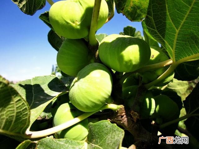 新疆无花果几月份成熟,成熟期最早的无花果品种排名？