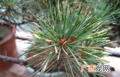 为什么叫五针松,为什么叫五针松?