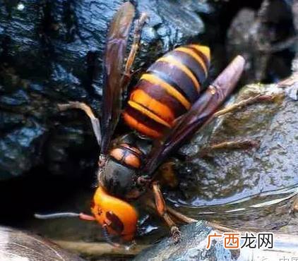 金环胡蜂喜欢什么气味,胡蜂怕什么味道？