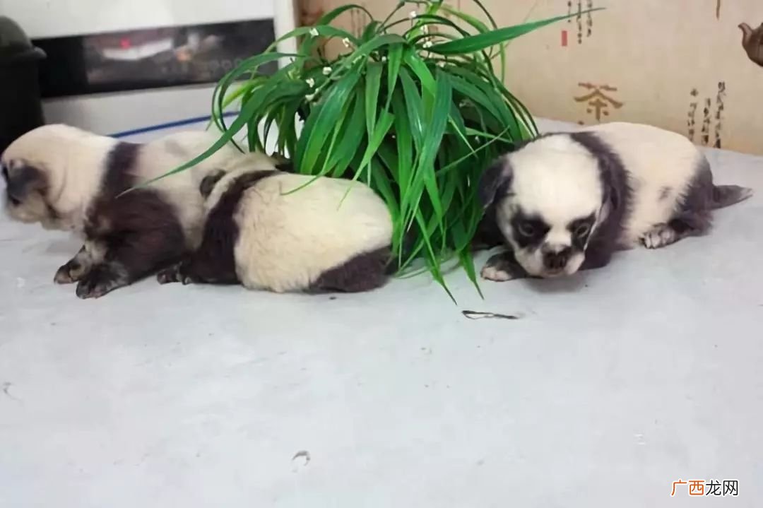 很像大熊猫的狗狗叫什么狗狗,有没有一种长得特别像熊猫的狗狗？