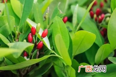 古柯是一种什么剂,禁毒铲毒内容有哪些?