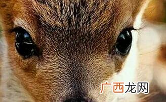 四不像是指什么动物,四不像的动物是什么？