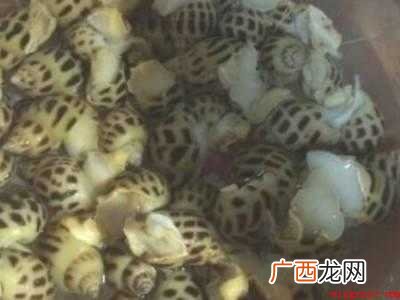 花螺怎么清洗才干净