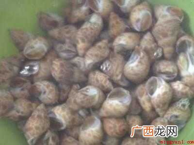 花螺怎么清洗才干净