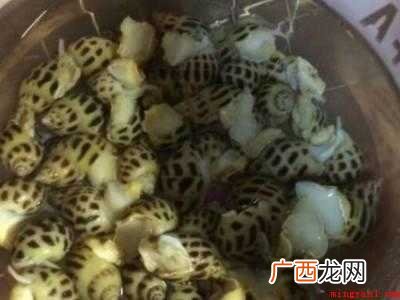 花螺怎么清洗才干净