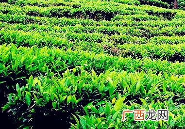 生态农业有哪些形式,农业生态系统的主要类型有哪些？