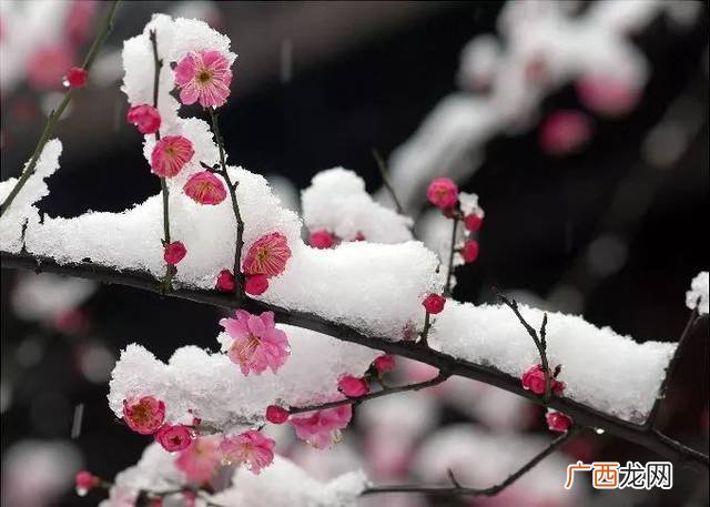 梅的特点和象征是什么,梅花的特征和象征？