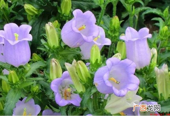 风铃草的分类是什么