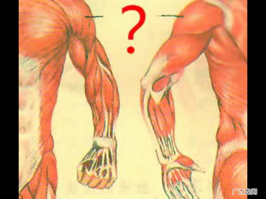 大腿常见的肌肉名称都包括哪些,身体上的五大块肌肉分别是什么？
