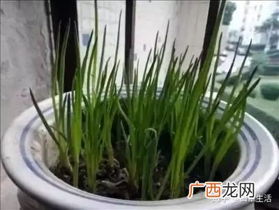 家里怎么种葱,如何把小葱培育成大葱？