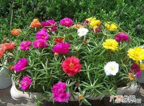 太阳花的花籽如何种,太阳花的栽培技术？