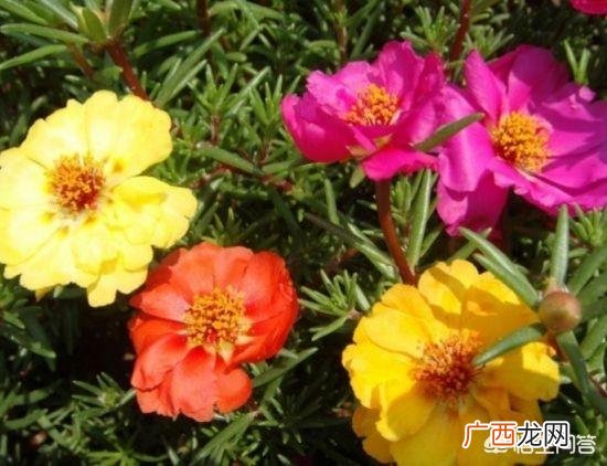 太阳花的花籽如何种,太阳花的栽培技术？