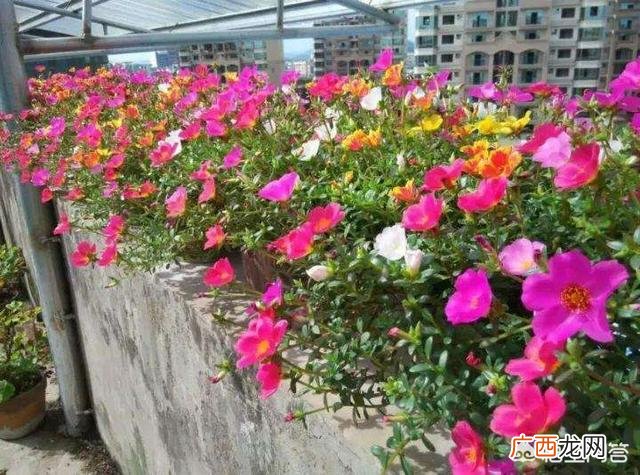 太阳花的花籽如何种,太阳花的栽培技术？
