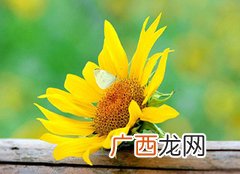 太阳花的花籽如何种,太阳花的栽培技术？
