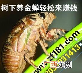 金蝉养殖技术,活体金蝉养殖技术？