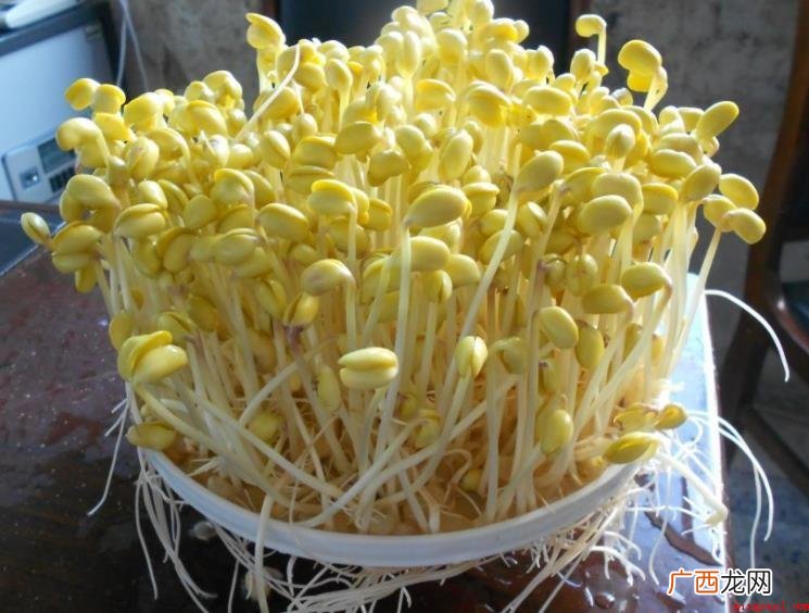 怎样生黄豆芽 4个方法让黄豆发芽 怎样生黄豆芽