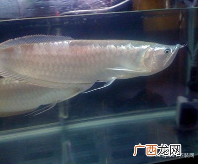 银龙鱼如何饲养,银龙鱼怎么养及喂养技巧？