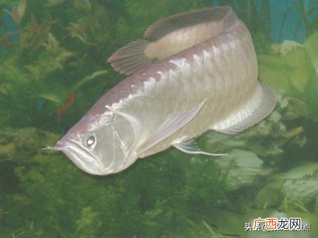 银龙鱼如何饲养,银龙鱼怎么养及喂养技巧？