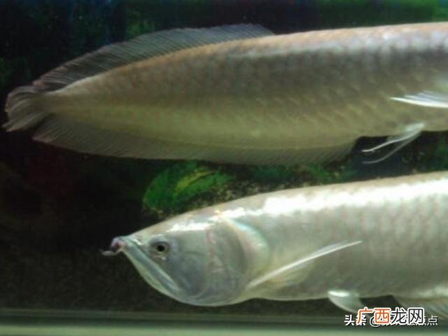 银龙鱼如何饲养,银龙鱼怎么养及喂养技巧？
