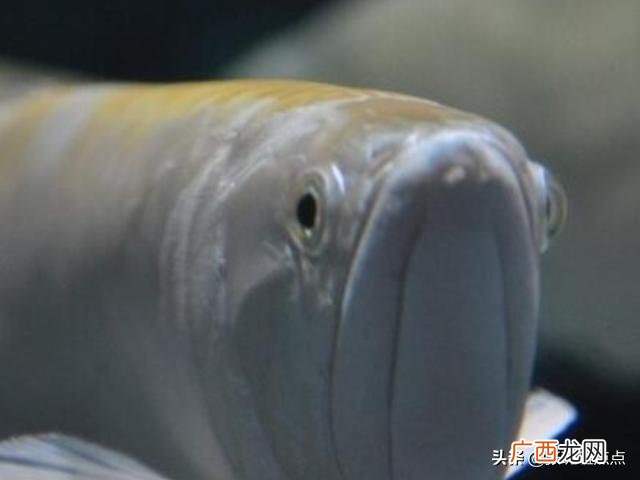 银龙鱼如何饲养,银龙鱼怎么养及喂养技巧？