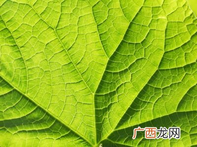 叶脉的作用,树叶有什么特点？
