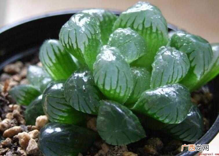 植物花语中,冰灯玉露的花语是什么 冰灯玉露花语是什么
