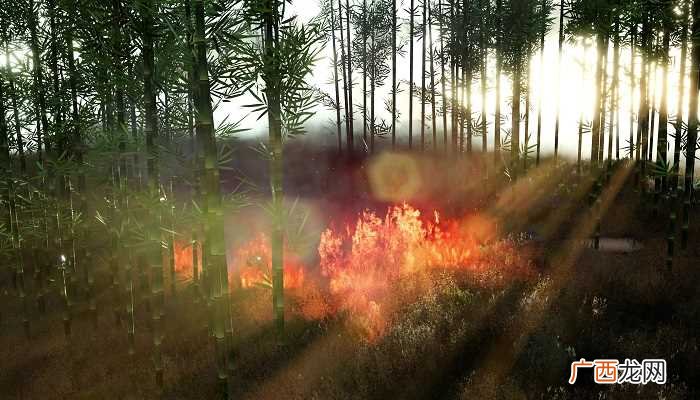 梦见树着火了是什么征兆