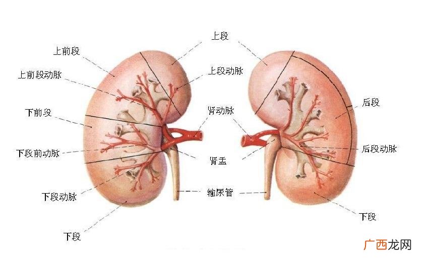 肾病有什么症状,肾病的主要表现有哪些？