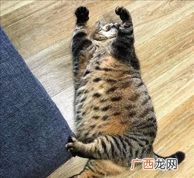 猫咪肚子又圆又大是什么原因,为什么有的猫脸从小就圆？