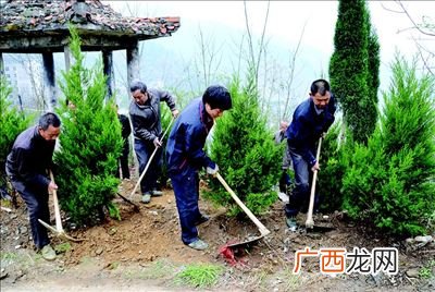 种树是什么梗,种树什么梗？