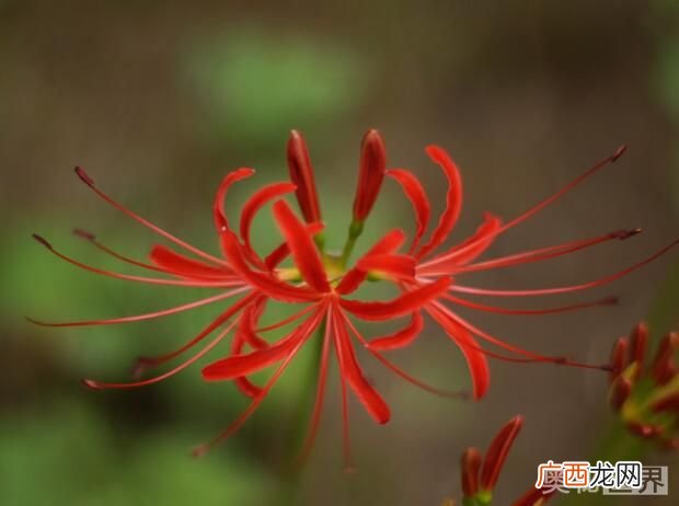 曼珠沙华花语,曼珠沙华有几种颜色，花语分别是什么？