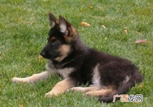 德牧幼犬喂养技巧,40多天的小德牧怎么养?