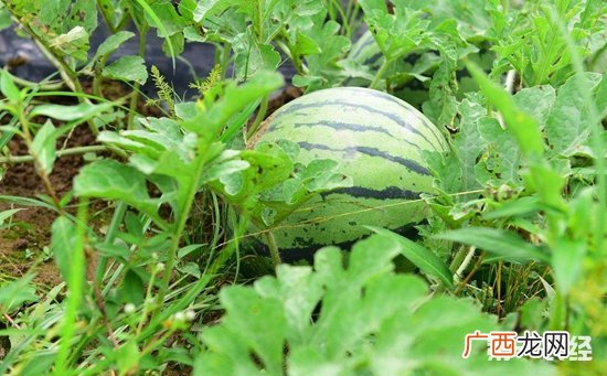 西瓜如何种植,西瓜种植10大步骤？