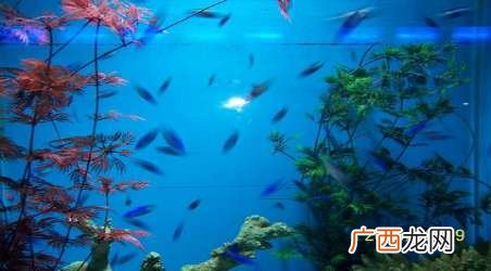 深圳海洋世界在哪里,深圳有海洋动物园吗？