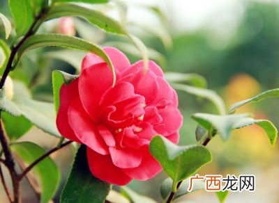 山茶花花语,白山茶花语？