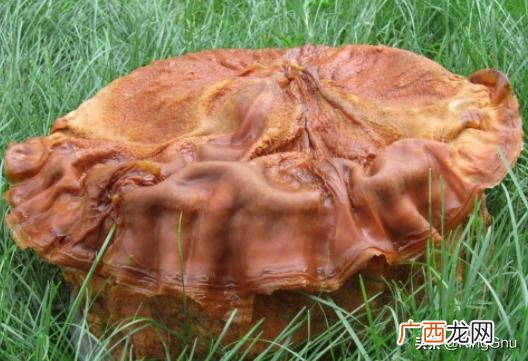 太岁肉能吃吗拜托各位大神,太岁肉灵芝是什么样子的？