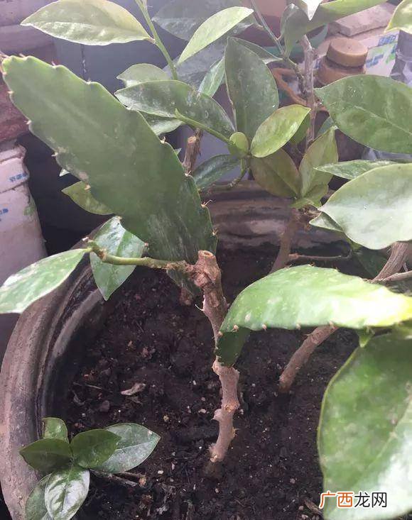 叶仙几年开花,叶仙嫁接多层蟹爪兰多长时间开花？