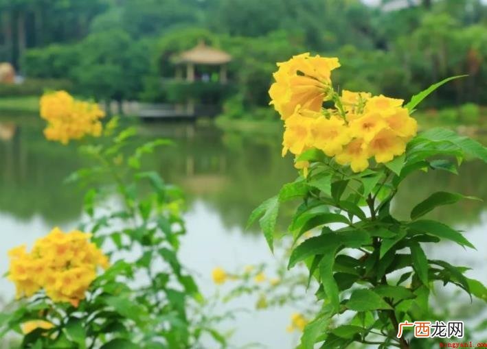 秋天有什么花开 有哪些花开 秋天有什么花开