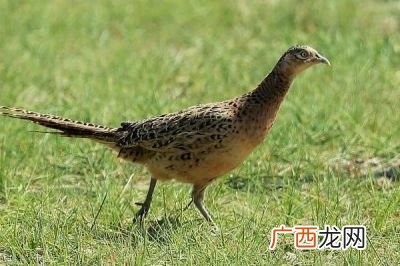 野山鸡是几级保护动物,野鸡属于几级保护动物？