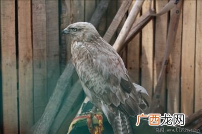 雕是什么,山雕是什么意思？