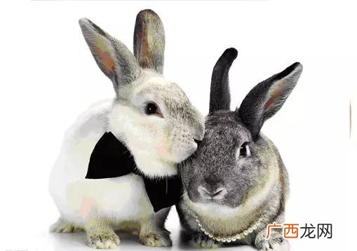 兔子头怎么吃,兔头可以煲汤吗？
