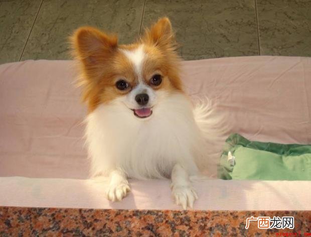 蝶耳犬有什么历史_宠物频道 蝶耳犬有什么历史