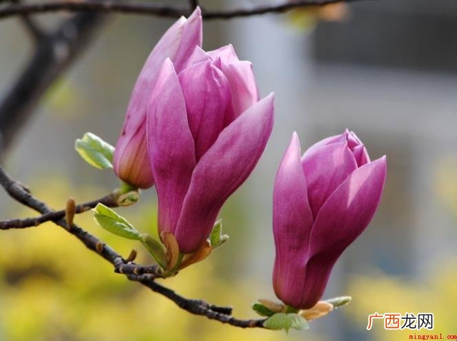 紫玉兰花语是什么_宠物频道 紫玉兰花语是什么